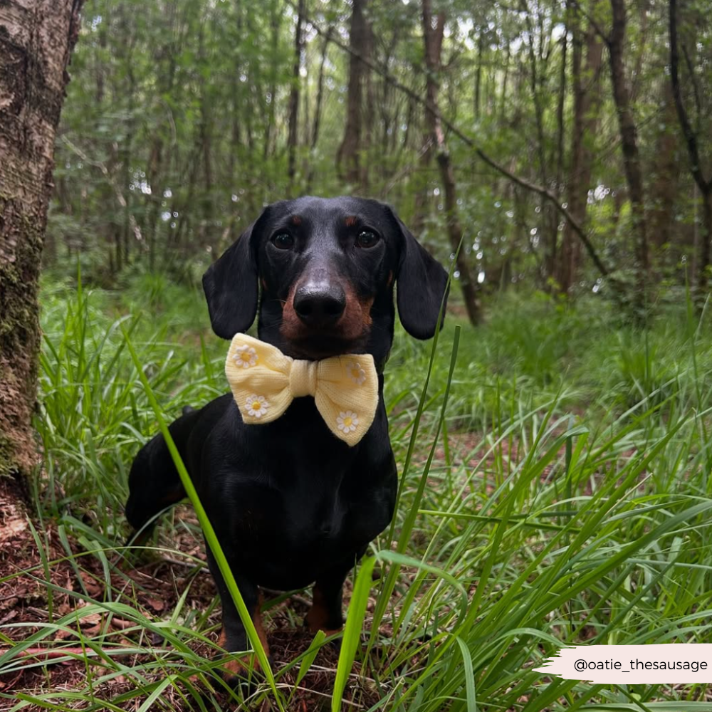 Buttercup Pup Bow Tie