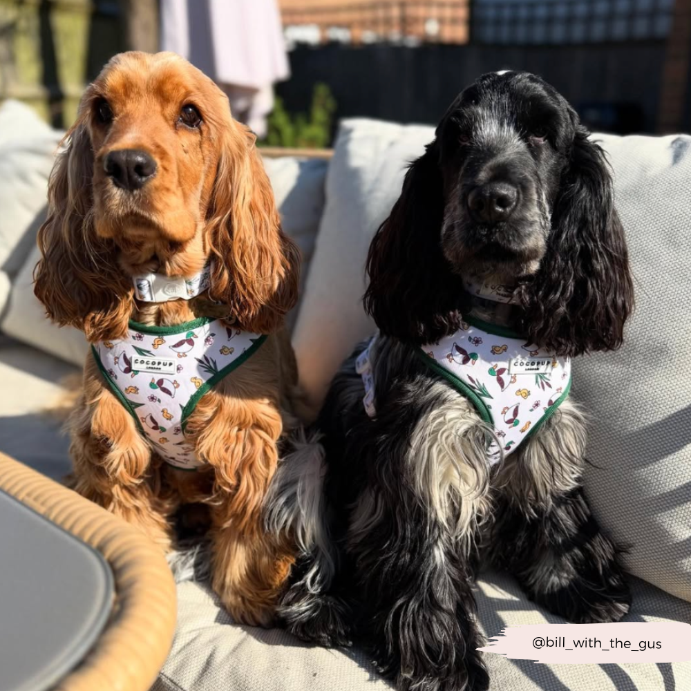 Puddle Pup Adjustable Neck Harness, Lead & Collar Bundle