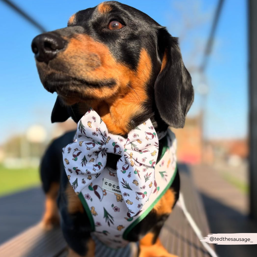 Puddle Pup Adjustable Neck HARNESS