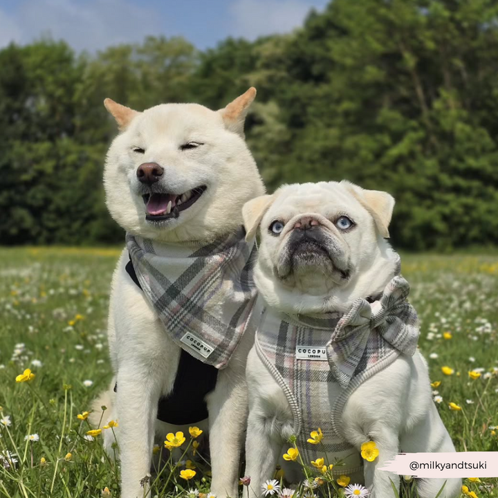 Oxford Plaid Bandana