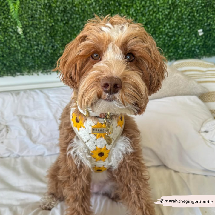 Sunflower Patch Adjustable Neck HARNESS