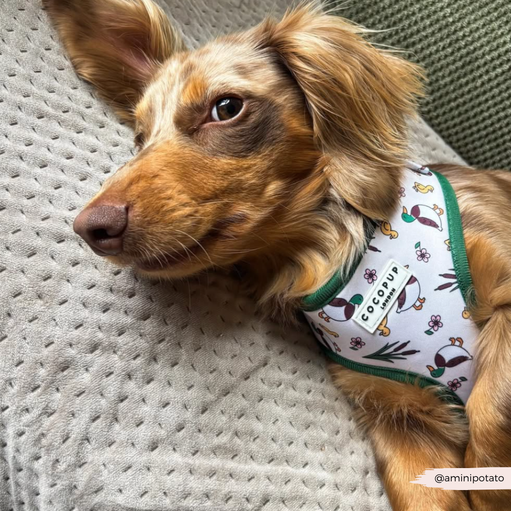 Puddle Pup Adjustable Neck HARNESS