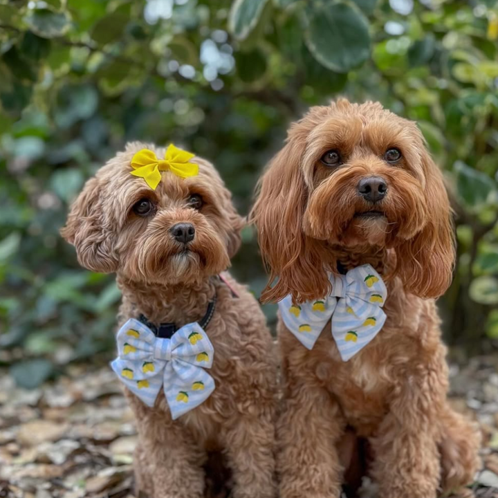 Living La Vida Lemon Sailor Bow Tie