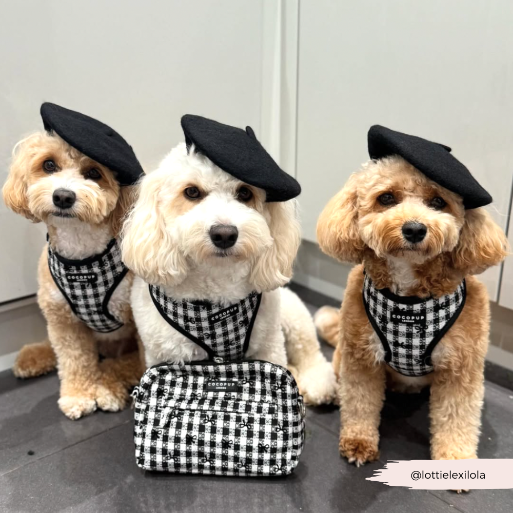 Beret Dog Hat