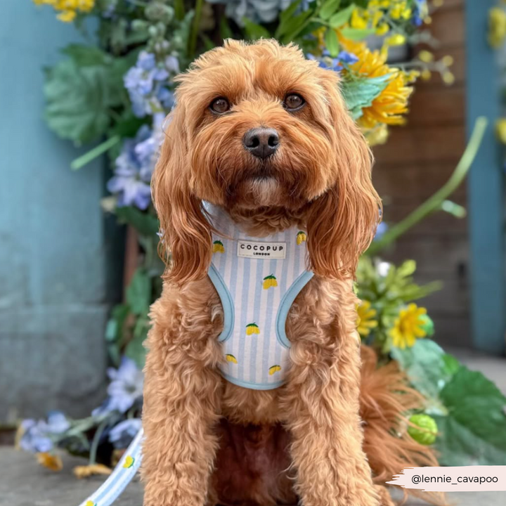 Living La Vida Lemon Adjustable Neck HARNESS