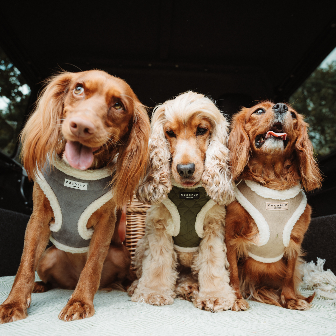 Grey Aviator Adjustable Neck Harness, Lead & Collar Bundle