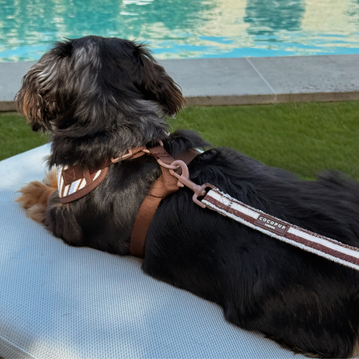 Brown & Blue Stripes Adjustable Neck Harness, Lead & Collar Bundle