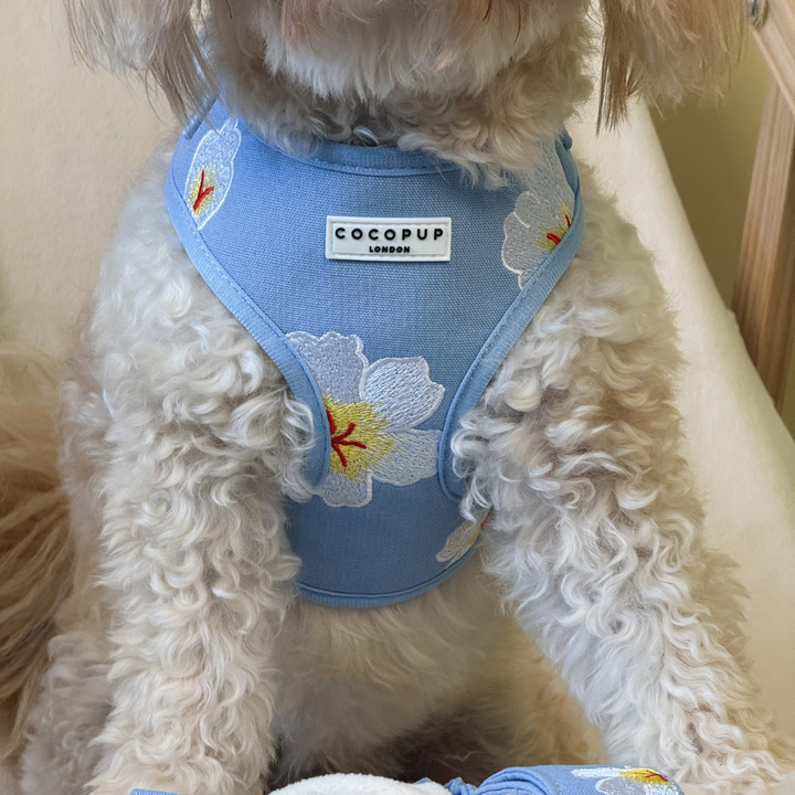 Blue Lagoon Adjustable Neck Harness, Lead & Collar Bundle