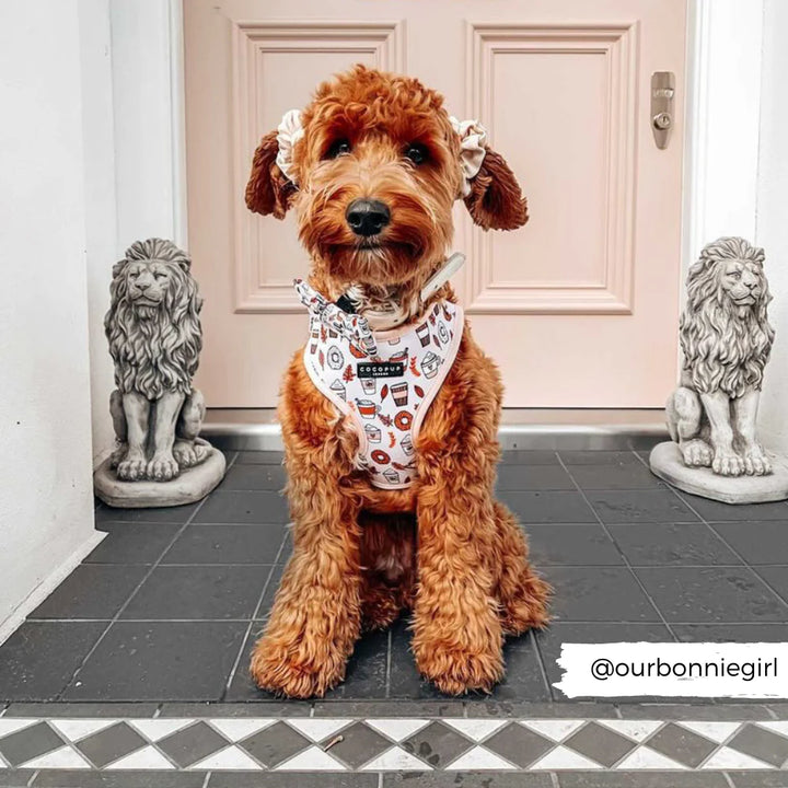 A fluffy brown dog sits on a black-tiled porch flanked by two stone lion statues. The dog wears the Autumn Puppuccino Adjustable Neck Harness, part of a lead and collar bundle from Cocopup London, and sports two scrunchies around its ears. A light pink door is in the background, with the Instagram handle "@ourbonniegirl" appearing in the bottom right corner.