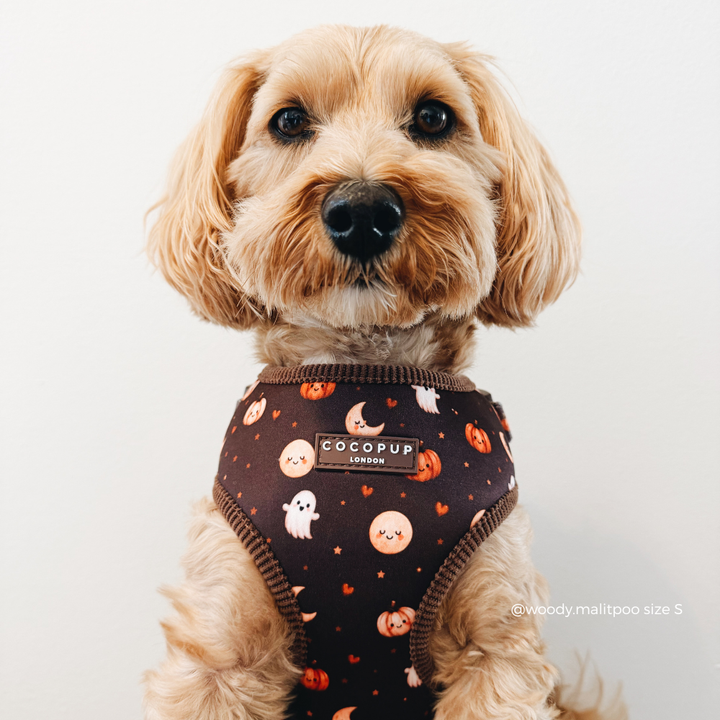 A small tan dog wearing a dark brown Halloween-themed harness with a print of ghosts, pumpkins, and moons. The harness has ribbed brown trim and a central brand label that reads 'COCOPUP LONDON'.