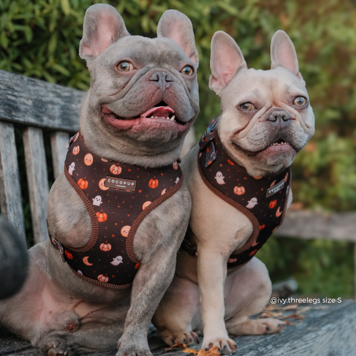 Two French bulldogs sitting on a wooden bench outdoors, wearing matching brown Halloween-themed harnesses with orange and white pumpkin and ghost patterns.