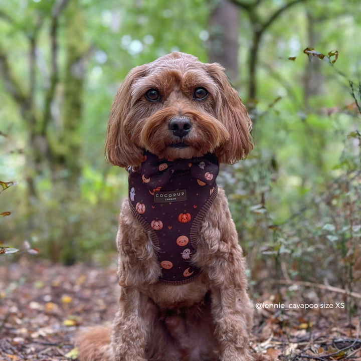 A small brown dog sitting in a forest wearing a dark patterned harness with orange and white pumpkin motifs. The brand name 'COCOPUP' is visible on the front of the harness.