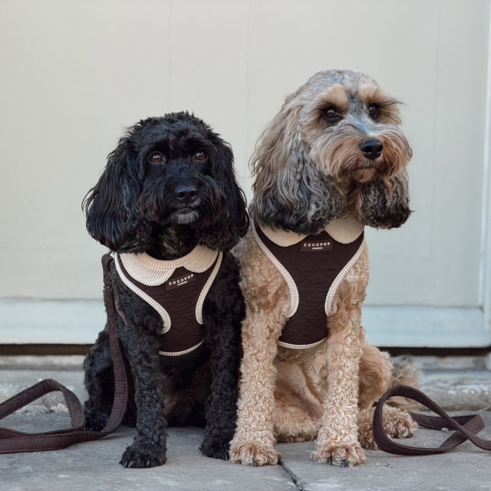 Two dogs wearing matching brown and beige dog harnesses sitting side by side on a concrete surface against a light beige wall.