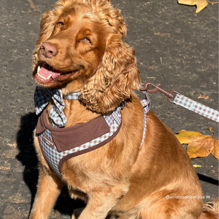 A golden cocker spaniel dog wearing a brown and blue gingham harness with a matching leash, sitting outdoors on asphalt.