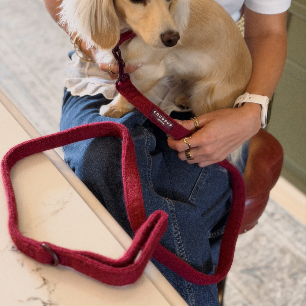 A tan dachshund sits on a person's lap while wearing a burgundy knit dog collar with a matching burgundy leash. The person is wearing blue jeans and a white t-shirt, and the leash has a visible 'cocopup' brand tag.