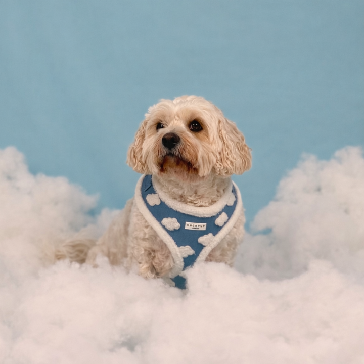 Cloud Nine Adjustable Neck Harness, Lead & Collar Bundle