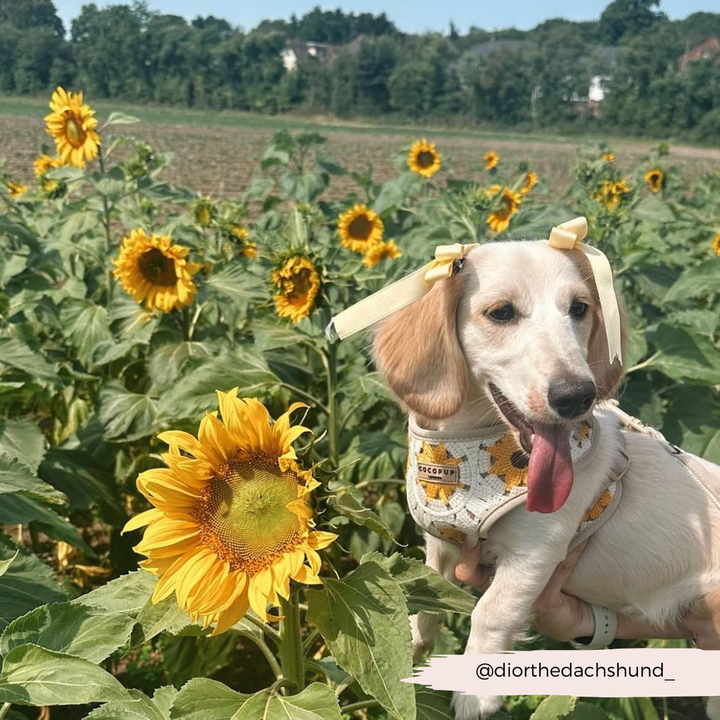 Sunflower Patch Adjustable Neck Harness