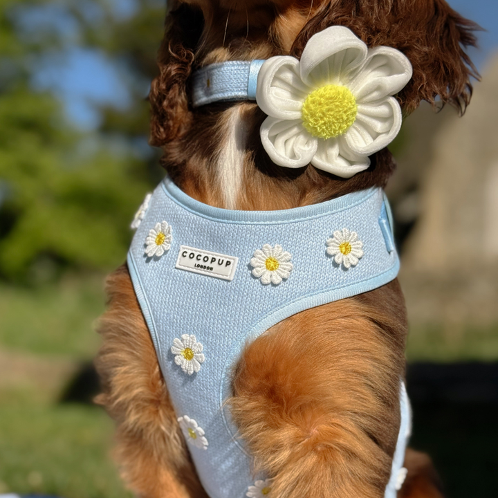 Daisy Collar Flower