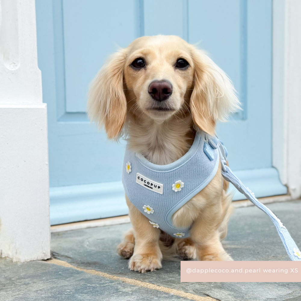 Cream dachshund in Cocopup London Blue Daisy Dream adjustable harness with blue daisy pattern, by a light blue door.
