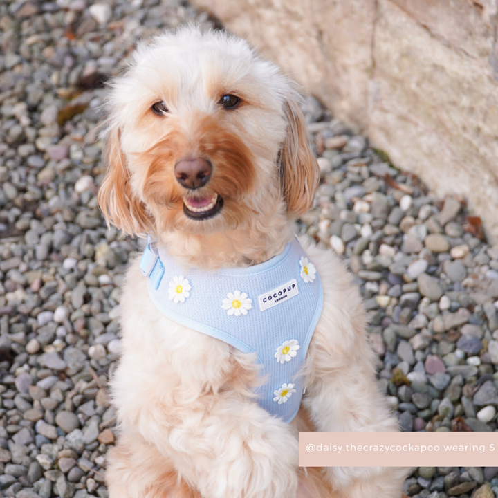Dog in blue daisy-patterned Cocopup London harness, lead, and collar sitting on gravel by a stone wall.
