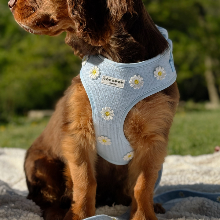 Blue Daisy Dream Adjustable Neck HARNESS