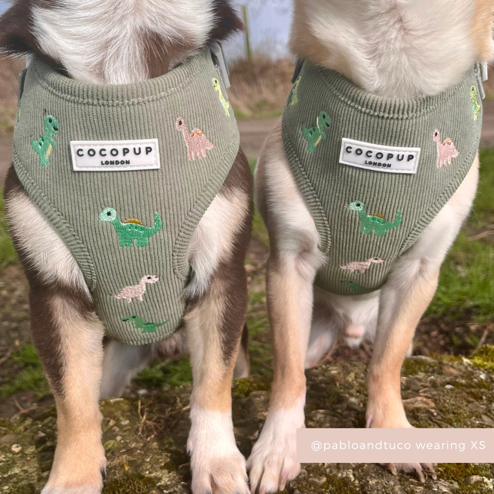 Dino Doodles Adjustable Neck Harness, Lead & Collar Bundle