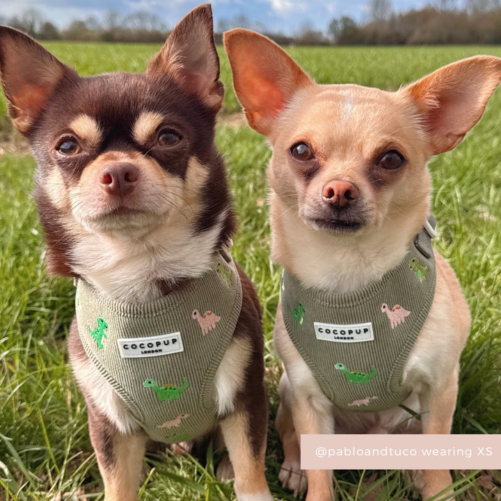Two small chihuahuas on grass wear Cocopup London harnesses with a playful dino pattern; trees in the background.