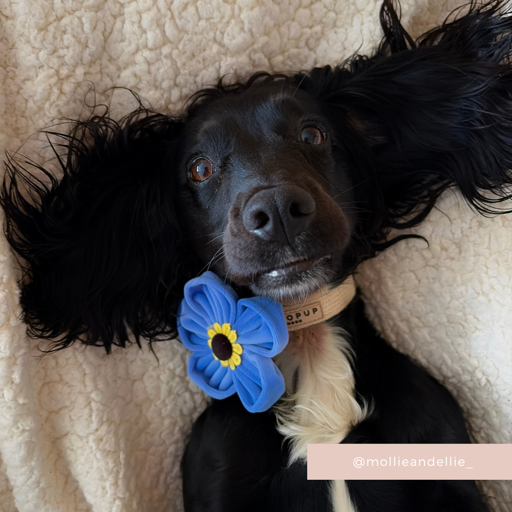 Coller Not Forget Me Not Collar Flower | Cocopup London