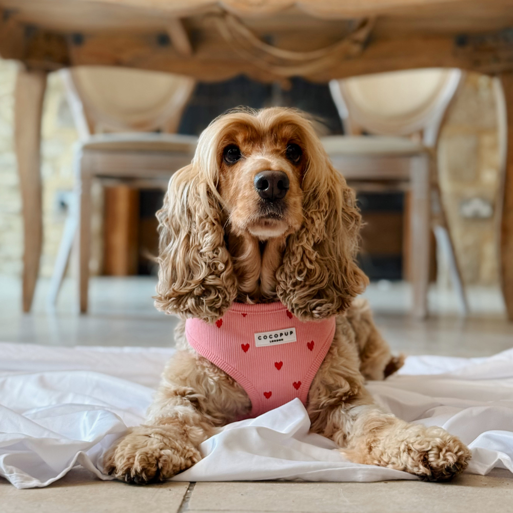 Pink Heartstrings Cord Adjustable Neck Harness, Lead & Collar Bundle