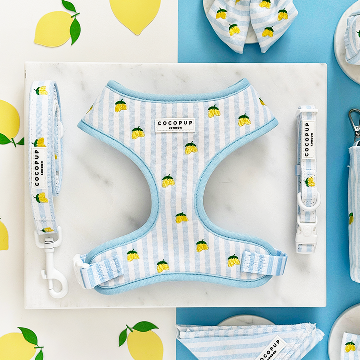 Living La Vida Lemon Adjustable Neck Harness, Lead & Collar Bundle