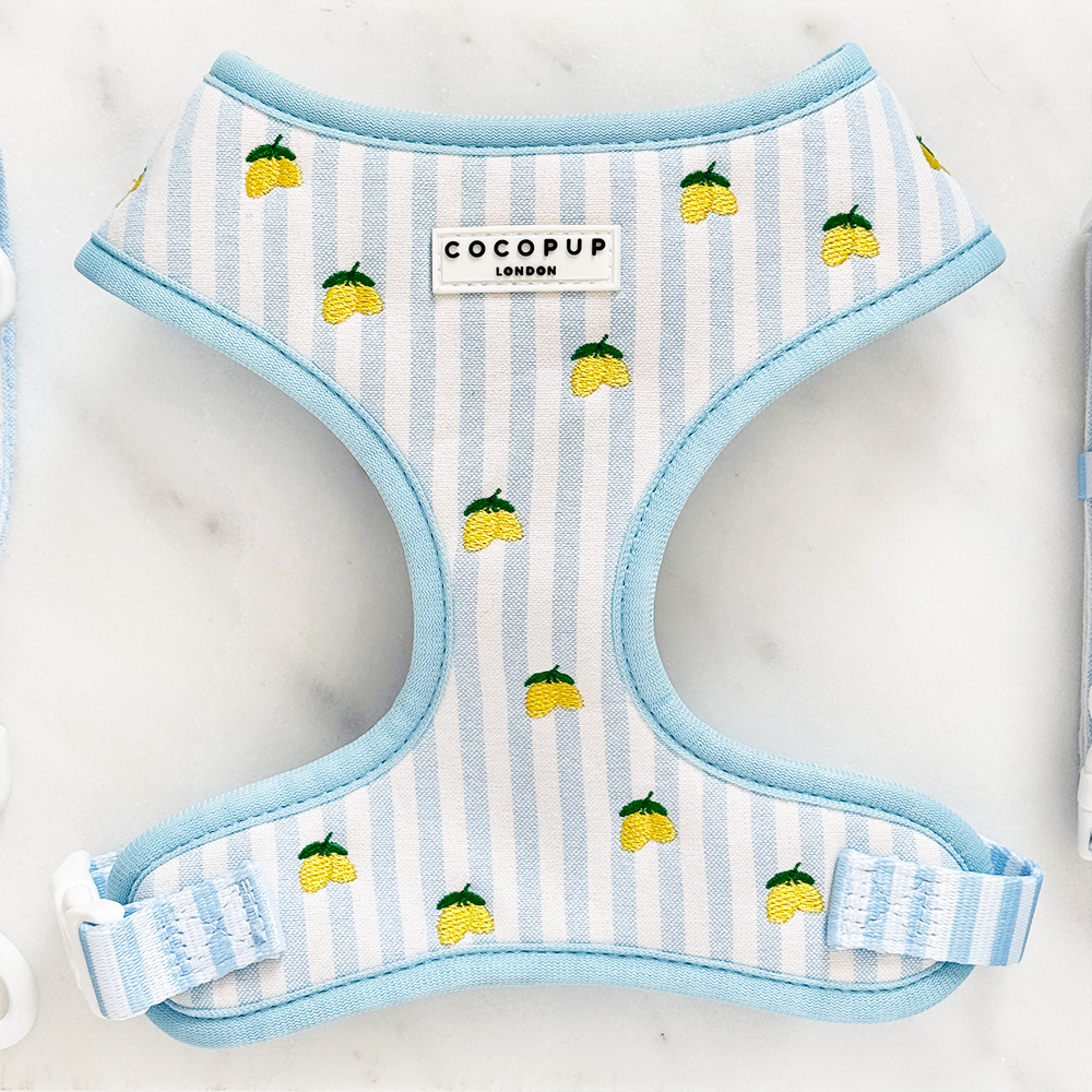 Living La Vida Lemon Adjustable Neck Harness, Lead & Collar Bundle