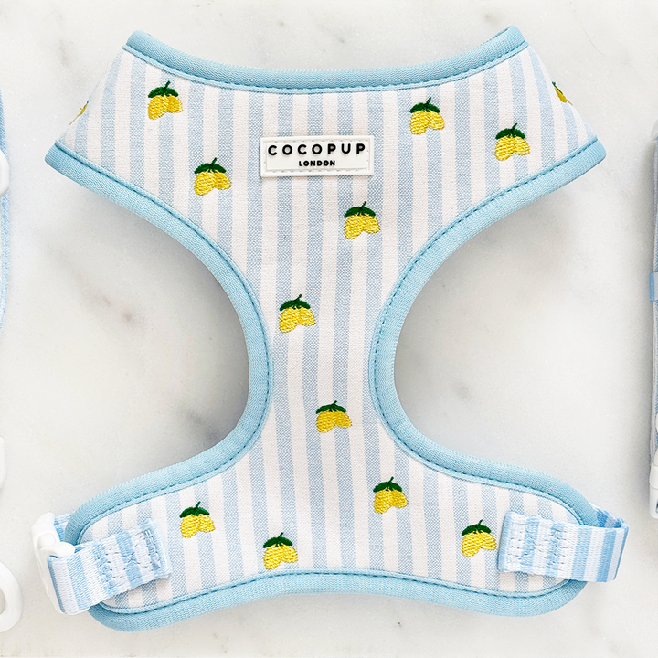 Living La Vida Lemon Adjustable Neck Harness, Lead & Collar Bundle