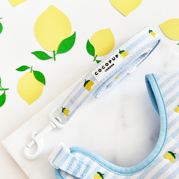 Living La Vida Lemon Adjustable Neck Harness, Lead & Collar Bundle