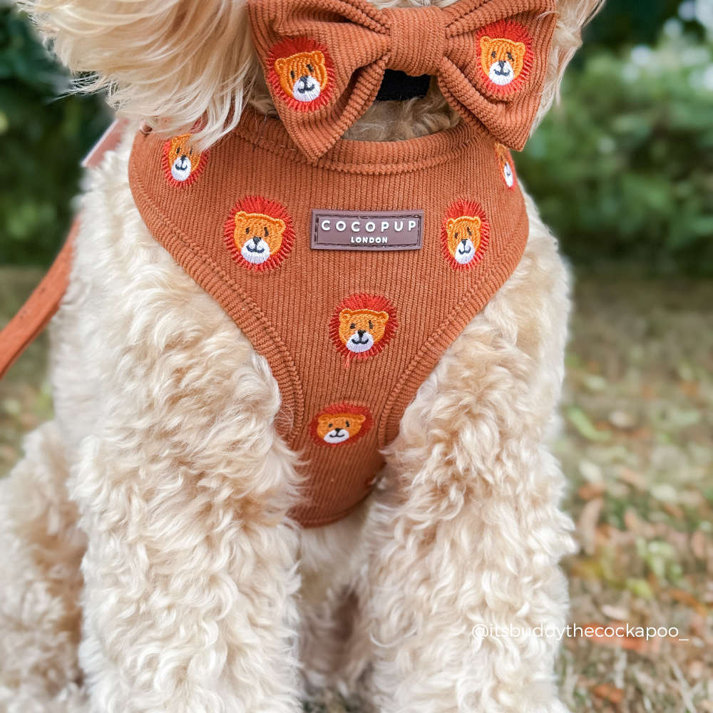 Leo the Lion Adjustable Neck Harness, Lead & Collar Bundle
