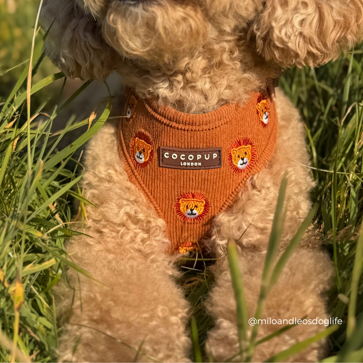 Leo the Lion Adjustable Neck Harness, Lead & Collar Bundle