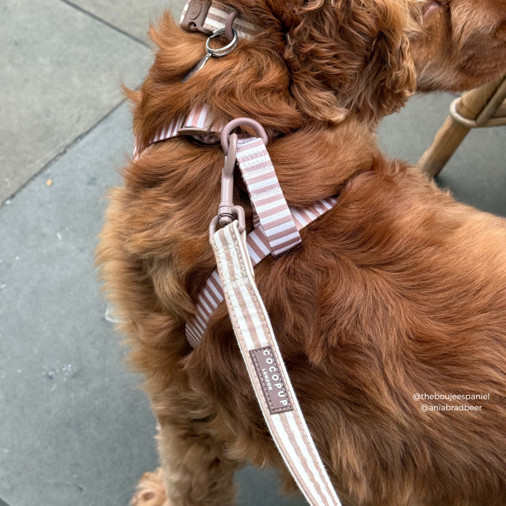 London Linen Stripes Adjustable Neck Harness, Lead & Collar Bundle