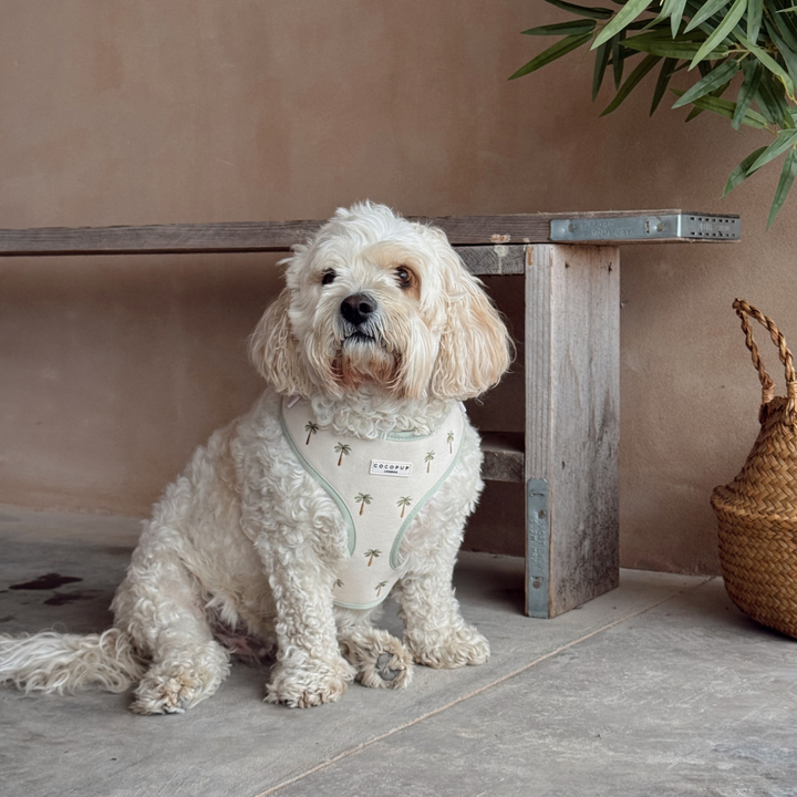 Palm Springs Adjustable Neck Harness, Lead & Collar Bundle