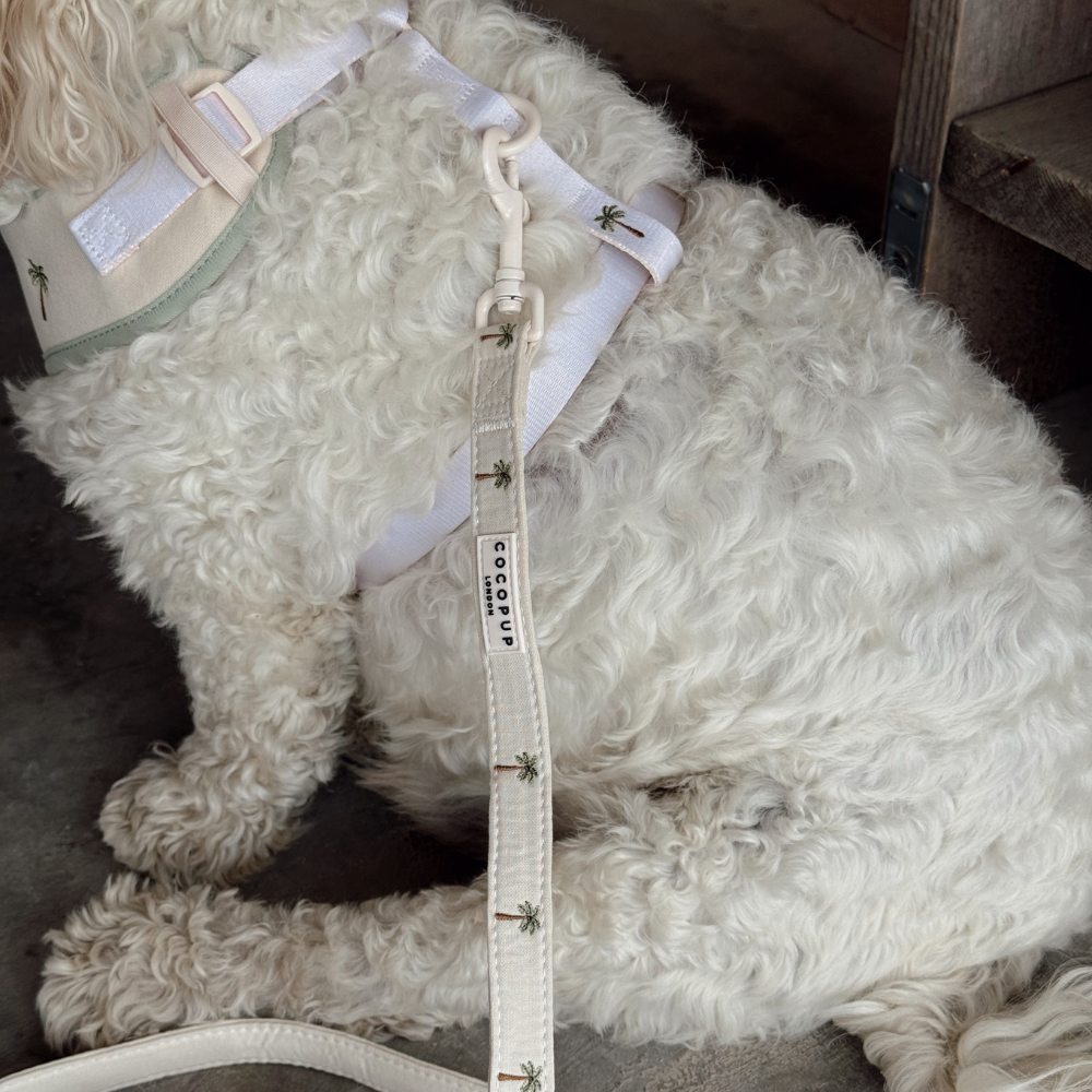 Palm Springs Lead