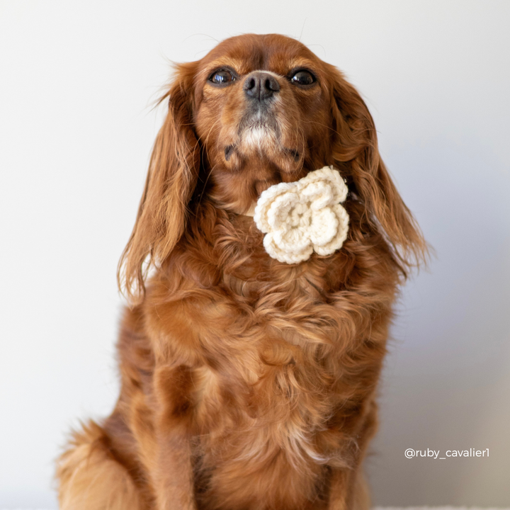 Petal Patch Collar Flower