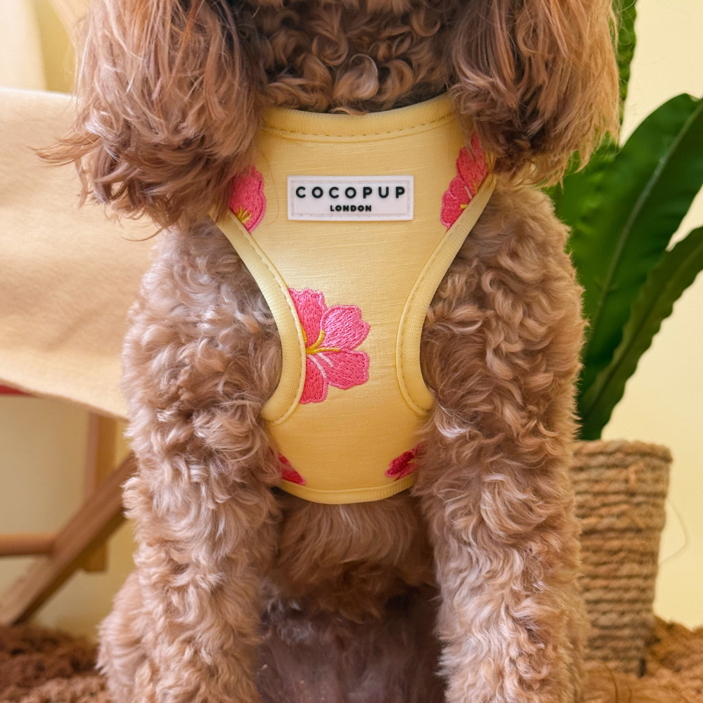Pink Hibiscus Adjustable Neck Harness, Lead & Collar Bundle