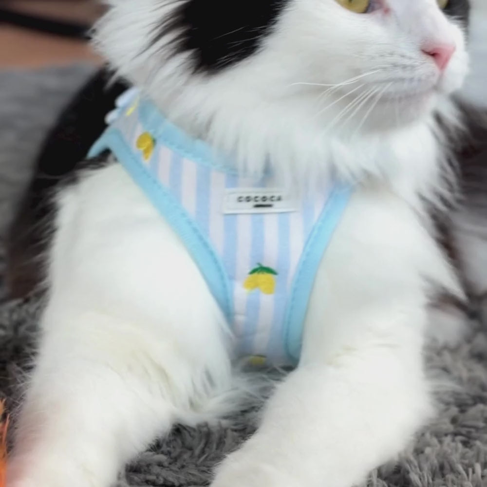 Cat Harness, Lead and Collar Bundle - Living La Vida Lemon