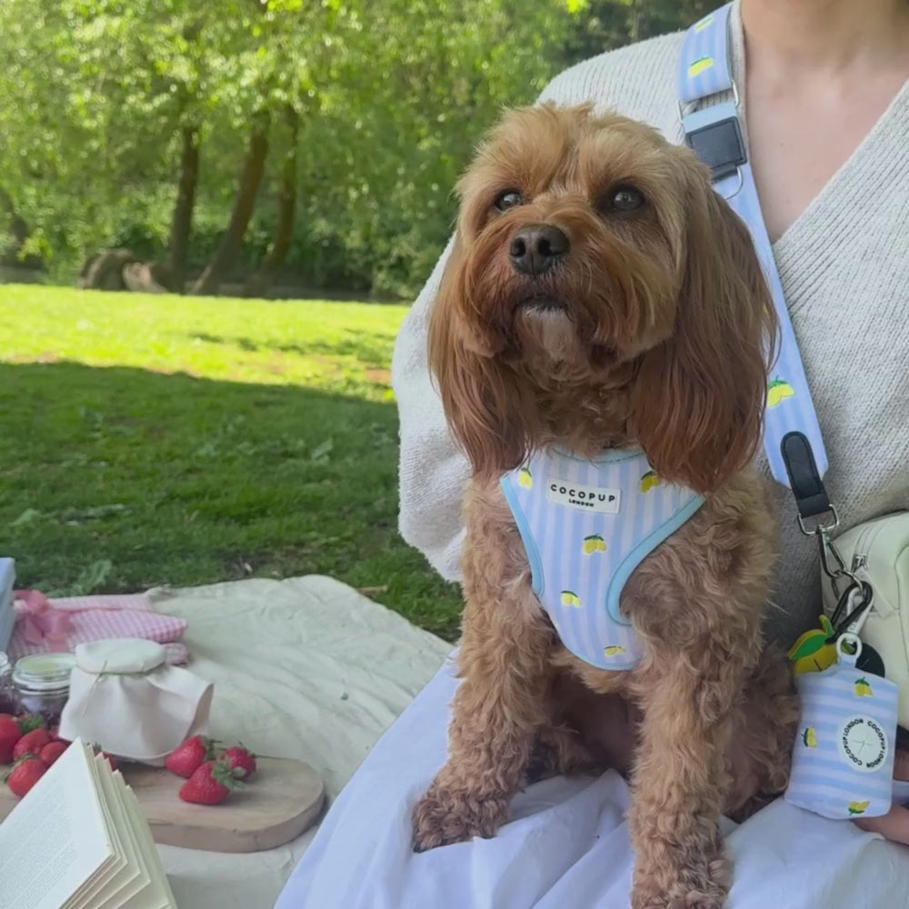 Living La Vida Lemon Adjustable Neck HARNESS