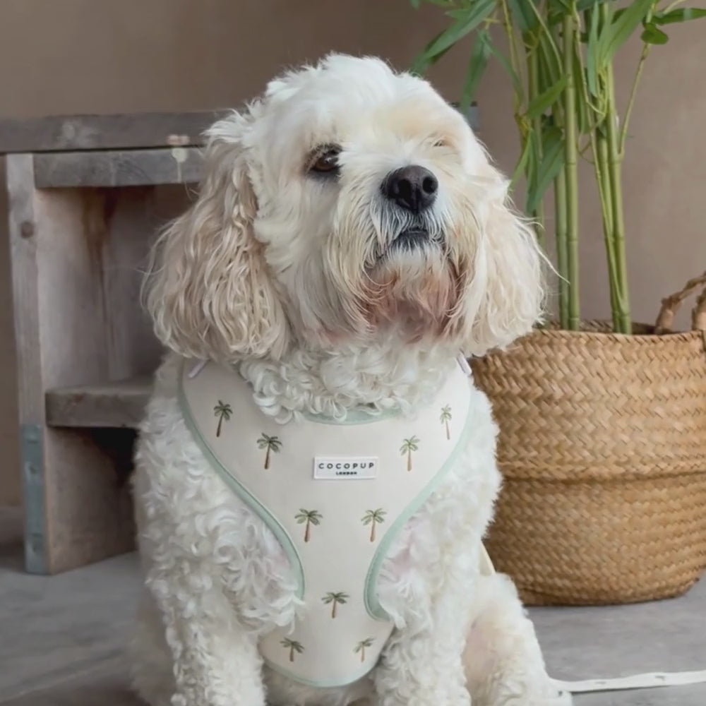 Palm Springs Adjustable Neck Harness, Lead & Collar Bundle