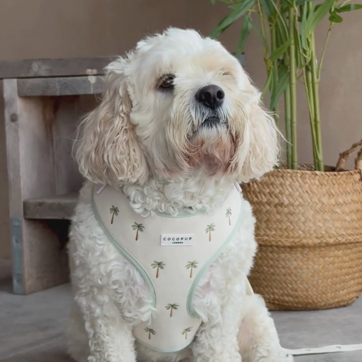 Palm Springs Adjustable Neck Harness, Lead & Collar Bundle