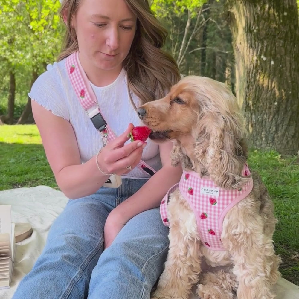 Strawberry Picnic Pup Adjustable Neck Harness, Lead & Collar Bundle