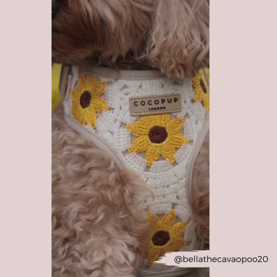 Sunflower Patch Adjustable Neck Harness, Lead & Collar Bundle