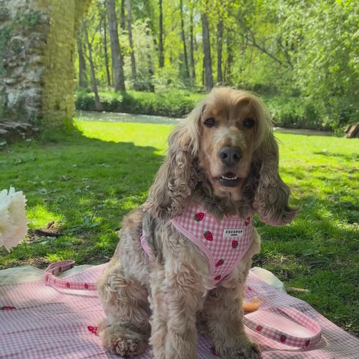 Strawberry Picnic Pup Adjustable Neck Harness, Lead & Collar Bundle
