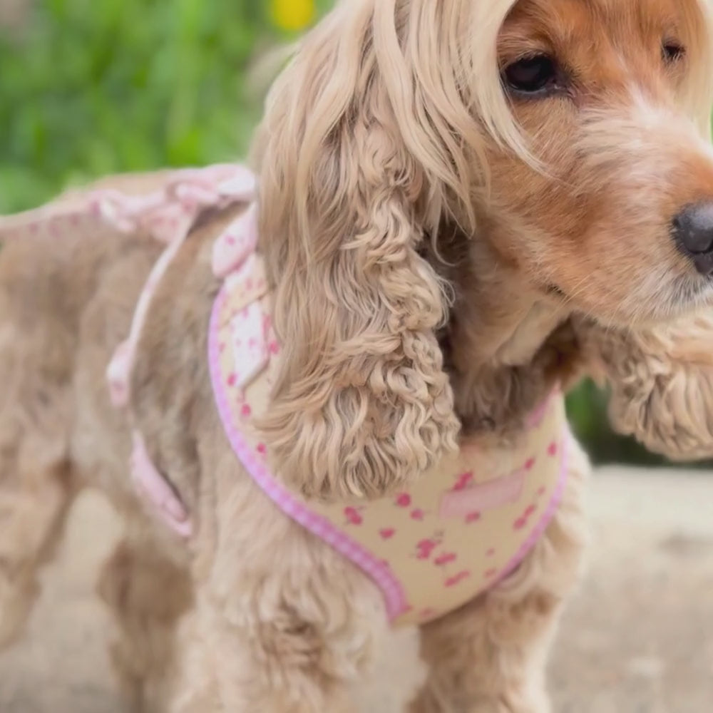 English Rose Adjustable Neck Harness, Lead & Collar Bundle