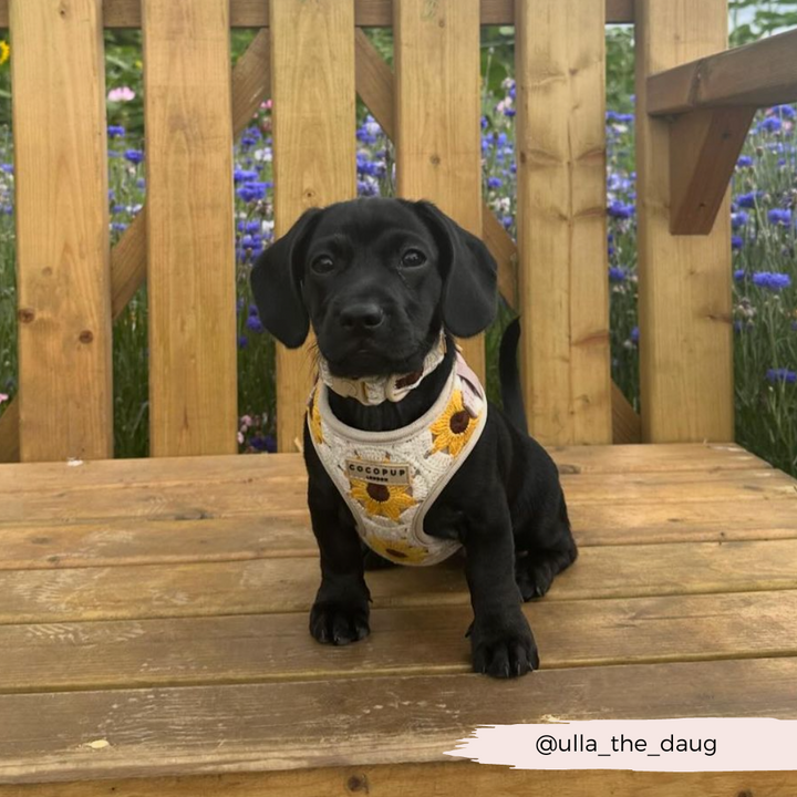 Sunflower Patch Adjustable Neck Harness