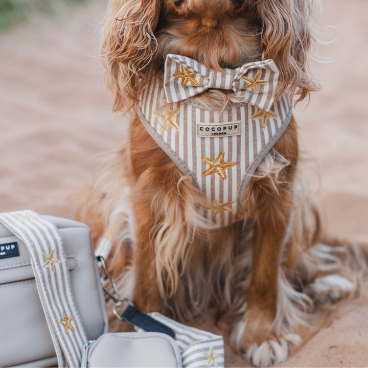 Sandy Starpaws Adjustable Neck HARNESS